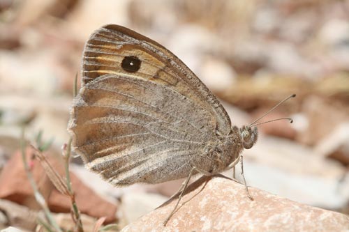 Photo: graeca