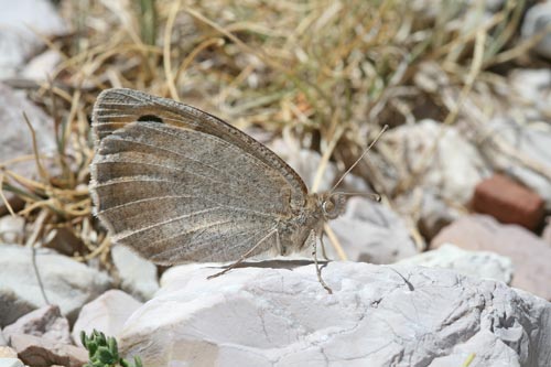 Photo: graeca