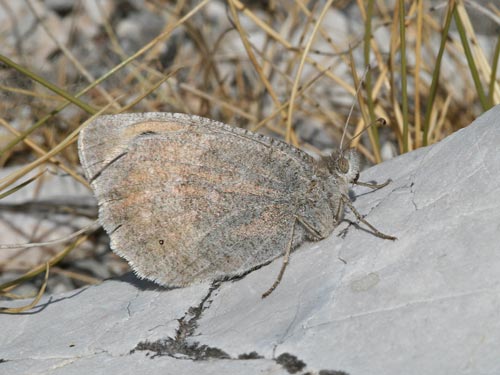 Photo: graeca