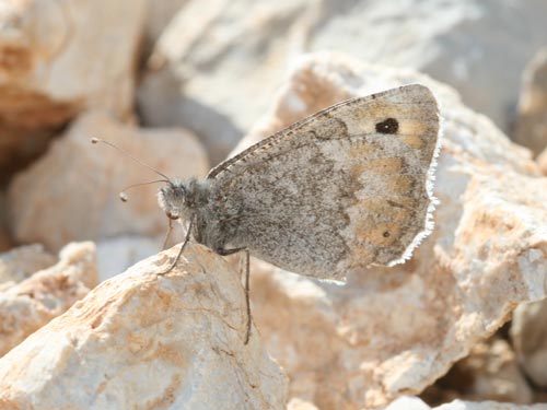 Photo: graeca