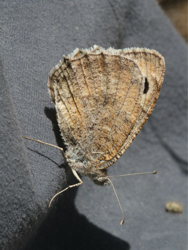 Photo: graeca