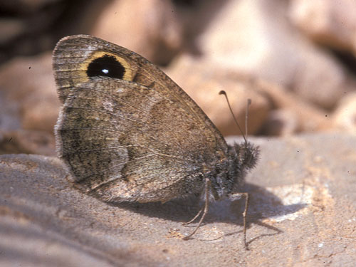 Photo: hansii3.jpg