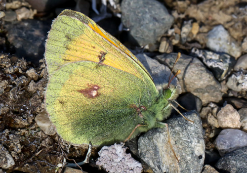 Photo: hecla11.jpg