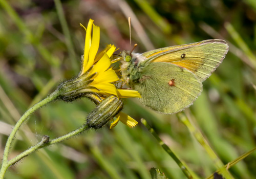 Photo: hecla