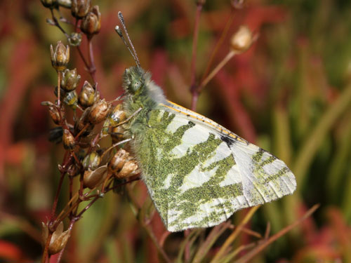 Photo: hesperidum