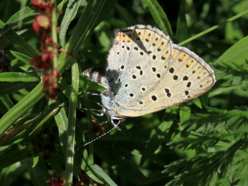 Photo: hippothoe