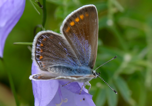 Photo: icarus