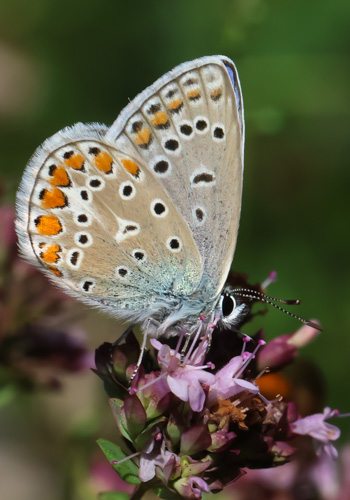 Photo: icarus