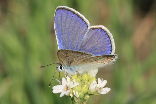 Photo: icarus