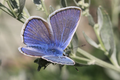 Photo: icarus