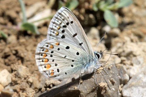 Photo: icarus