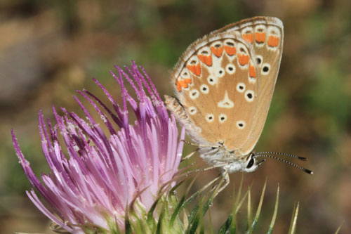 Photo: icarus