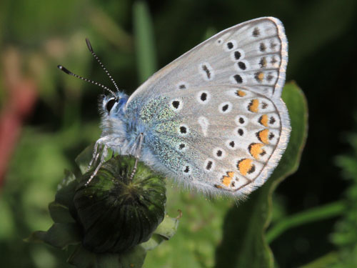 Photo: icarus