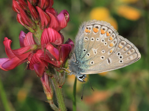 Photo: icarus