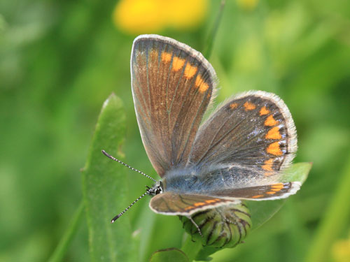 Photo: icarus