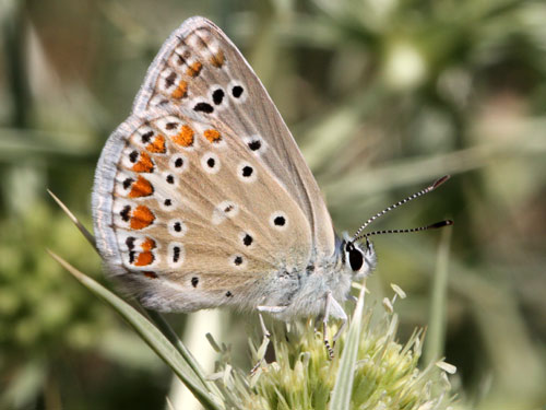 Photo: icarus