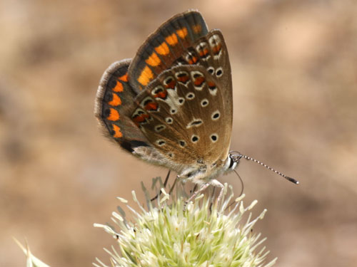 Photo: icarus