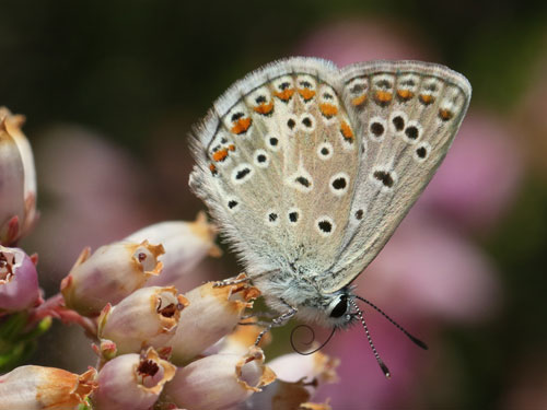 Photo: icarus