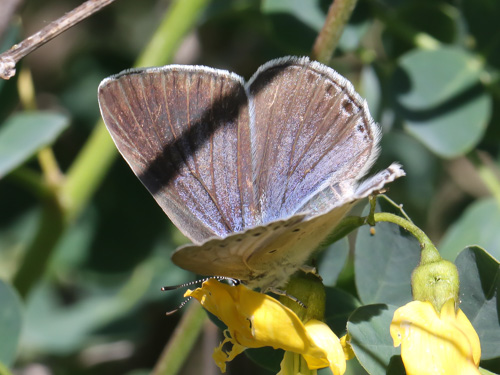 Photo: iolas