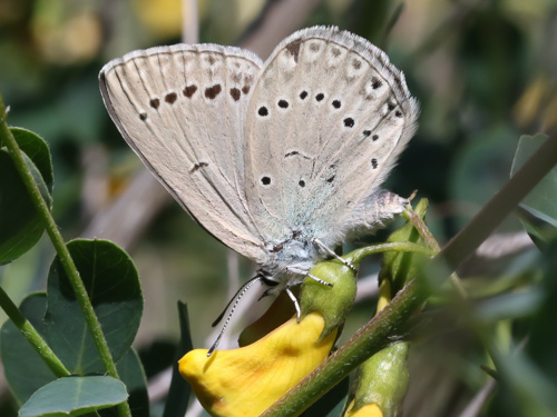 Photo: iolas