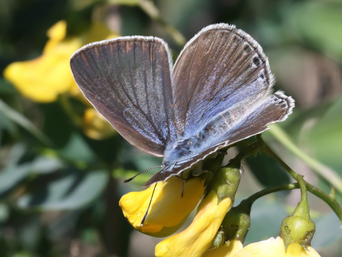 Photo: iolas