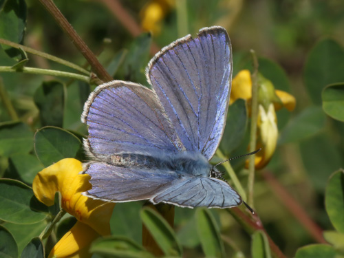 Photo: iolas