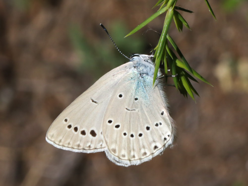 Photo: iolas