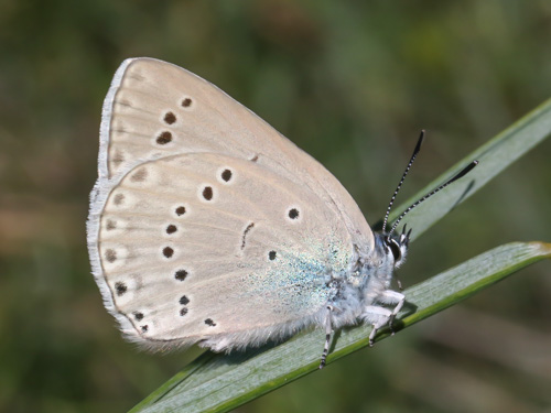 Photo: iolas
