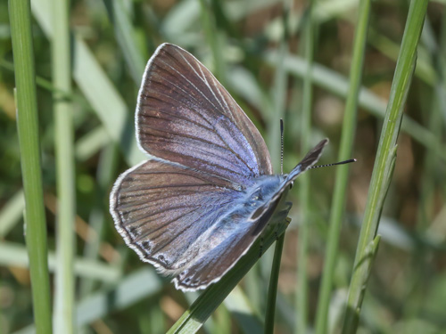 Photo: iolas