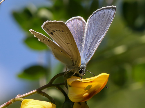 Photo: iolas