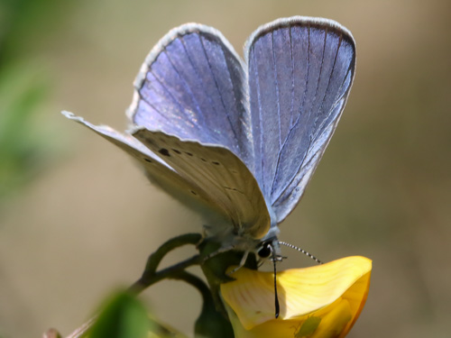 Photo: iolas