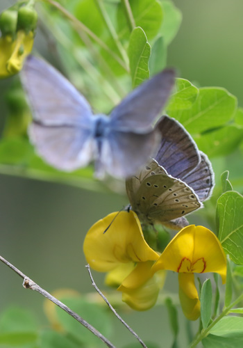 Photo: iolas