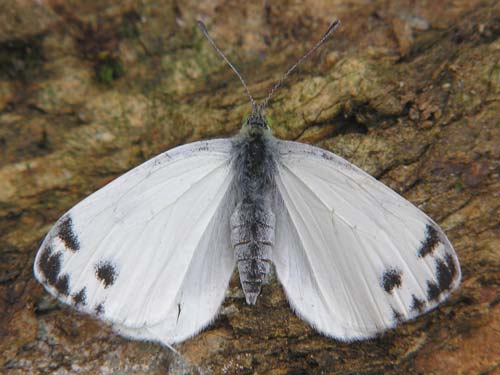 Photo: krueperi1.jpg