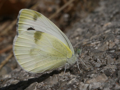 Photo: krueperi2.jpg