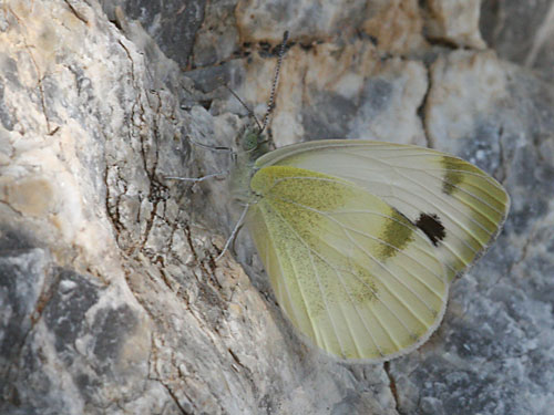 Photo: krueperi3.jpg