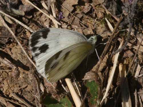 Photo: krueperi9.jpg