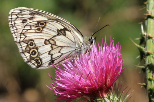 Photo: lachesis13.jpg