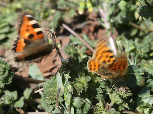 Photo: lathonia