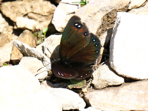 Photo: lefebvrei16.jpg