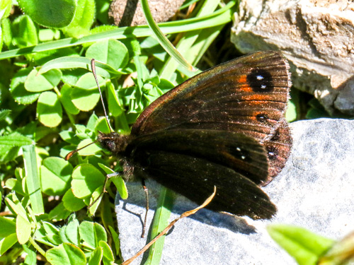 Photo: lefebvrei4.jpg