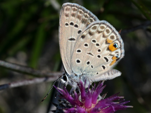 Photo: loewii1.jpg