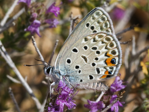 Photo: loewii21.jpg