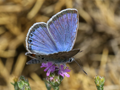 Photo: loewii4.jpg