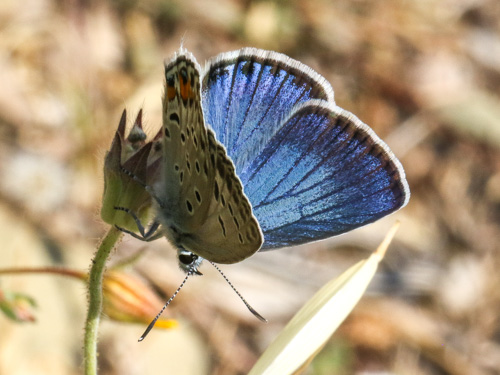 Photo: loewii43.jpg