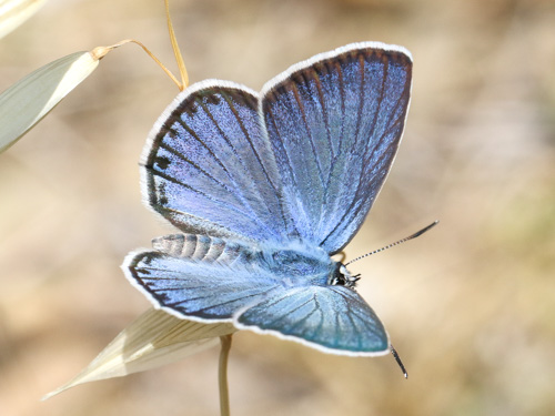 Photo: loewii45.jpg