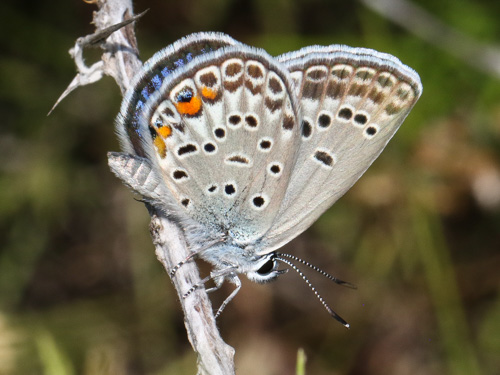 Photo: loewii47.jpg
