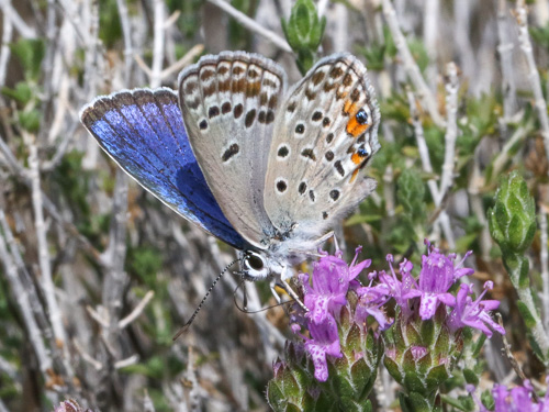 Photo: loewii