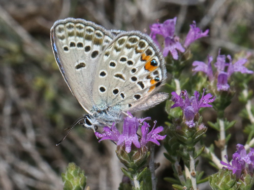 Photo: loewii6.jpg