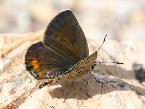 Photo: loewii63.jpg