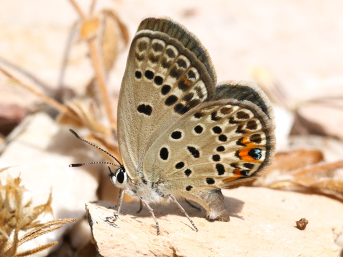 Photo: loewii64.jpg